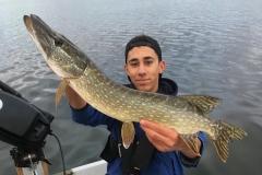 brochet du rhône