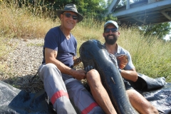 silure du rhône avec mich
