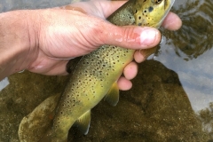 truite sauvage ardèche