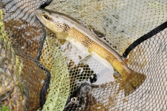 truite fario ardèche