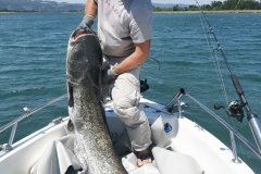 pêche silure rhône