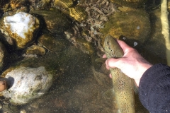 truite fario ardèche