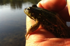 grenouille